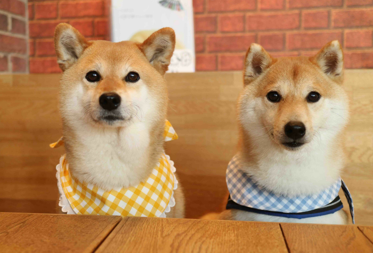 如何阻止狗撕咬杂物