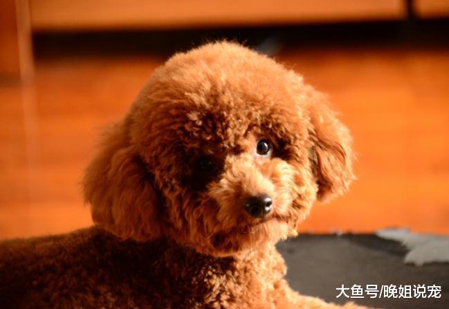?这些行为在小泰迪的眼里, 就是赤裸裸的挑衅! 小心泰迪咬你
