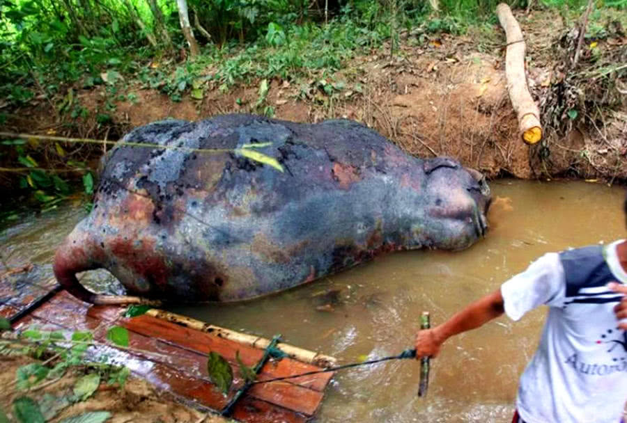 为什么大象死后不能碰？不听老人言，吃亏在眼前！