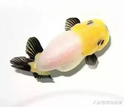 关于金鱼的投喂量和投喂时间，我们可以遵循以下原则！