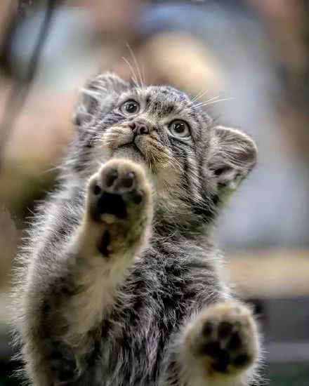 铁憨憨兔狲，每天不是卖萌就是偷窥对面的小熊猫…