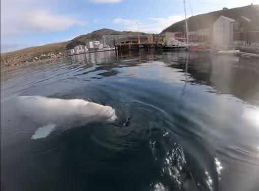 挪威调皮小白鲸撞落潜水者摄像机，下潜至水底叼还他！
