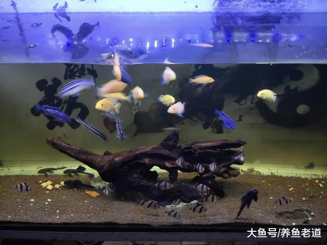 12度水温小鱼苗状态良好，两条迷你鹦鹉直接翻肚，总算抢救过来了