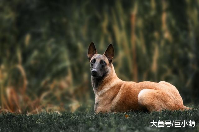 狗狗身上出现这6种情况，这是它在提醒主人，自己已经快忍不住了