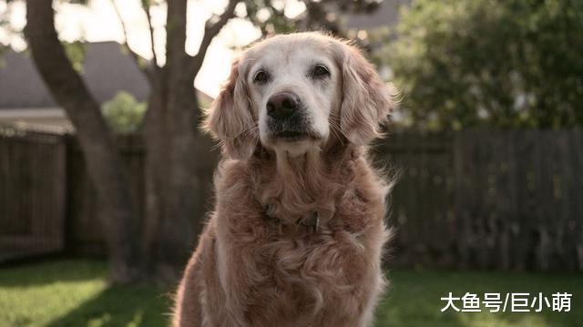 狗狗的感知比人类灵敏，它们用哪一种感官，感知人类的存在