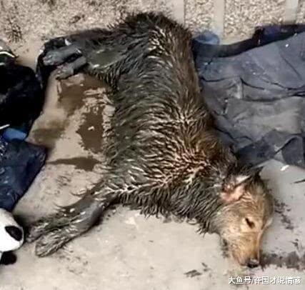 女主人怀孕，怕狗狗传染疾病给宝宝，便让男主做出如此不道德之事