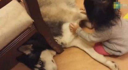 当“拆家大队长”二哈遇上小萝莉之后, 二哈: 我上辈子做啥孽了