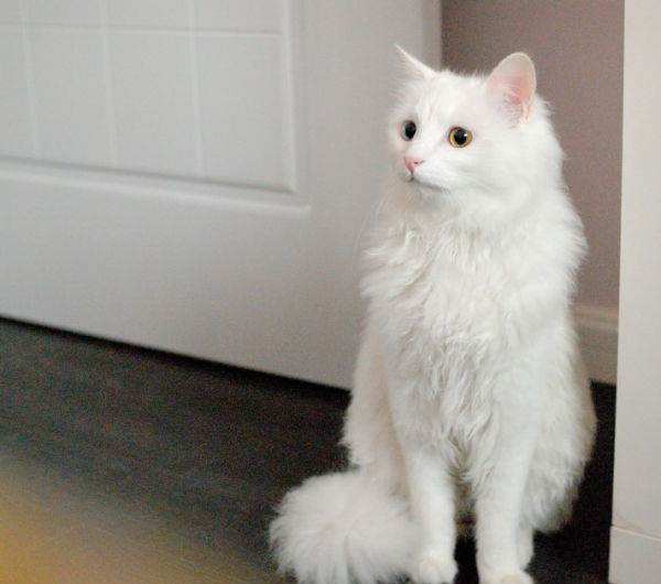 猫咪表达讨厌的方式，在家里乱撒尿