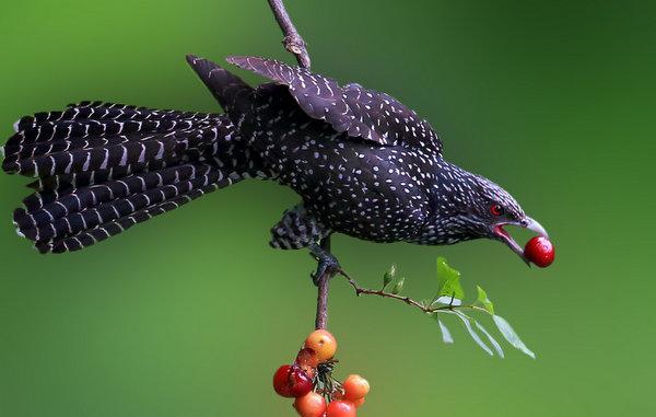 地球上10大叫声最好听的鸟, 夜莺榜首, 金丝雀第二, 你喜欢听吗?