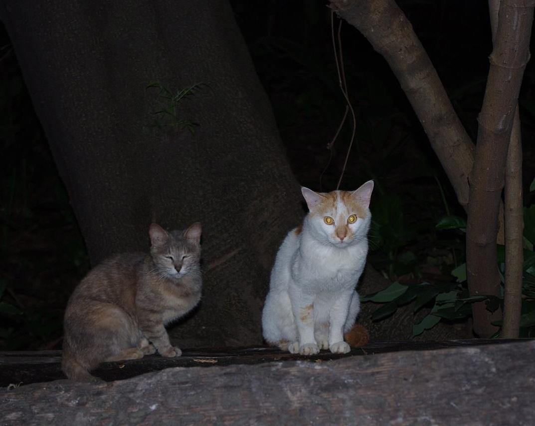 娶個惜貓如命的老婆，家里養38個寵貓外面N個流浪貓，是啥感覺？