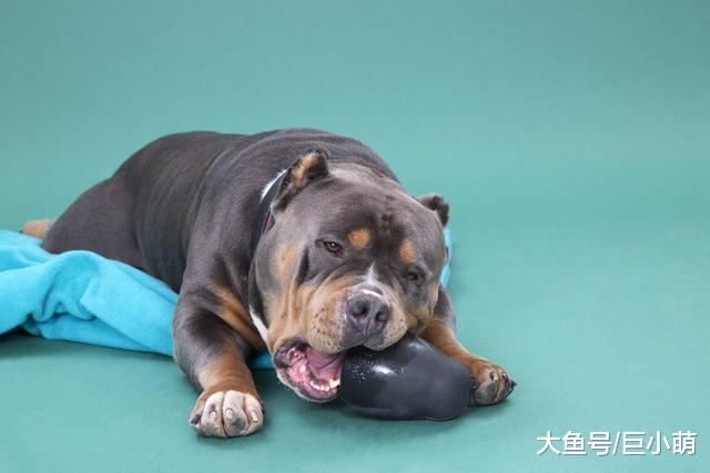 狗狗乱撕纸巾，比我搞卫生还勤快，狗狗为什么沉迷撕纸？
