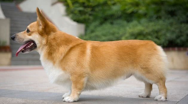 盘点养狗误区与必备神器，助你从小白迅速成长为“老司机”