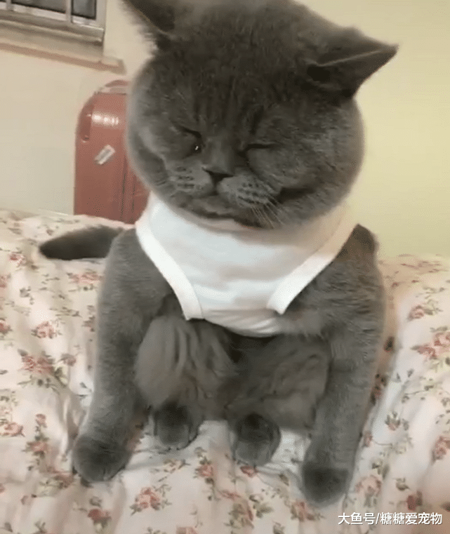 发现家里猫会亚洲蹲，配着没睡醒的表情，主人：你真的是英国的？