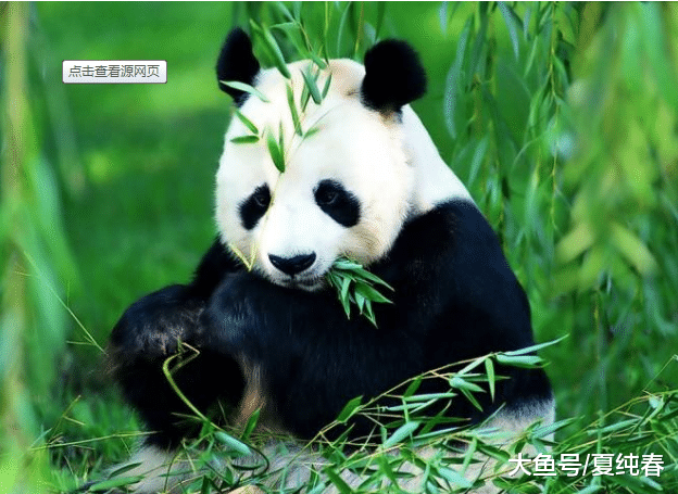 为什么中国只将大熊猫租借外国人，而不是卖出呢？原来是这么回事