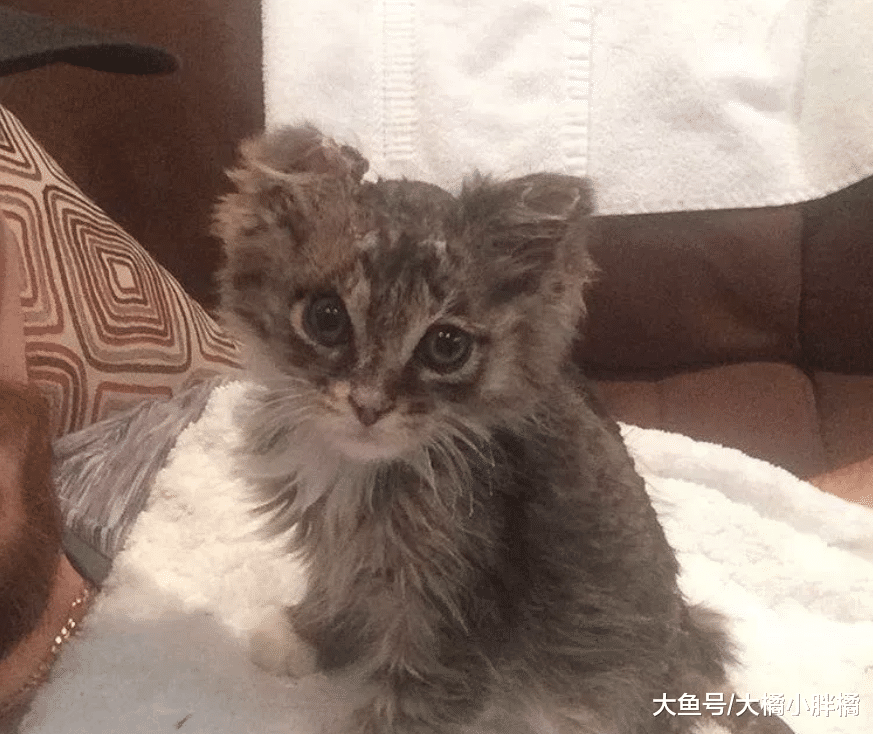 房屋失火烧伤流浪小猫，3天后才被小伙偶然发现，因祸得福有了家