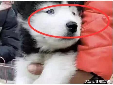 网友晒出自家小二哈, 一双“小眼睛”笑喷了: 小老弟, 整容了吧!