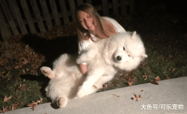 铲屎官家的萨摩耶胖成猪，趴在地上就想睡觉，还撒娇要主人抱