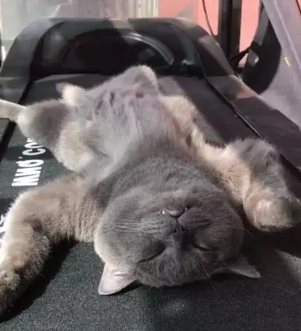 跑步机上瘫了张“猫皮”, 主人吓得头皮发麻, 走近崩溃: 谁干的?