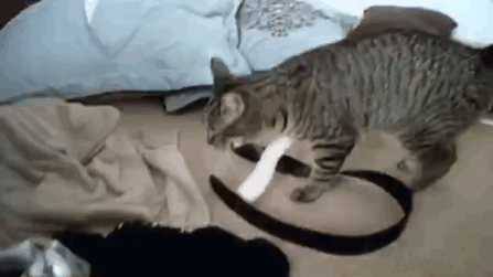 禁止除猫爪手术法案正式生效！给猫去爪究竟有多残忍？剁手试试