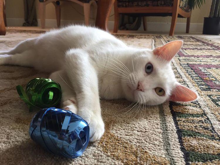 骨瘦如柴的流浪猫，连兽医都认为它瞎了，结果超惊喜！