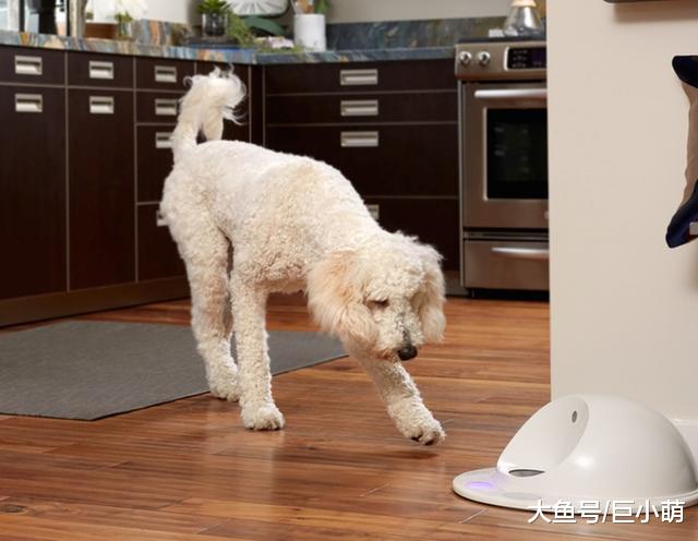 玩耍对于狗狗来说有多重要？大概和人类的手机差不多，没了就会慌