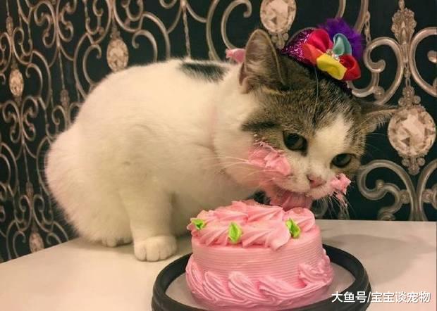 帮猫咪过生日，没想到牠吃了生日蛋糕后，超萌变化真的让人完全融化
