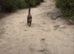 流浪猫私自闯上车被赶出，最后居然搭上顺风车，环游全欧洲