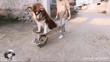 阿拉偷懒不想走路，主人找来“手推车”，网友建议推河里去