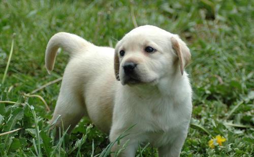 我国最牛蟑螂药，不是“土豆”，厨房角落放一个，家里蟑螂不见踪影