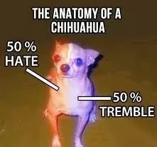 吉娃娃一言不合就开撕，不管多大的狗，吉娃娃从来都没怂过