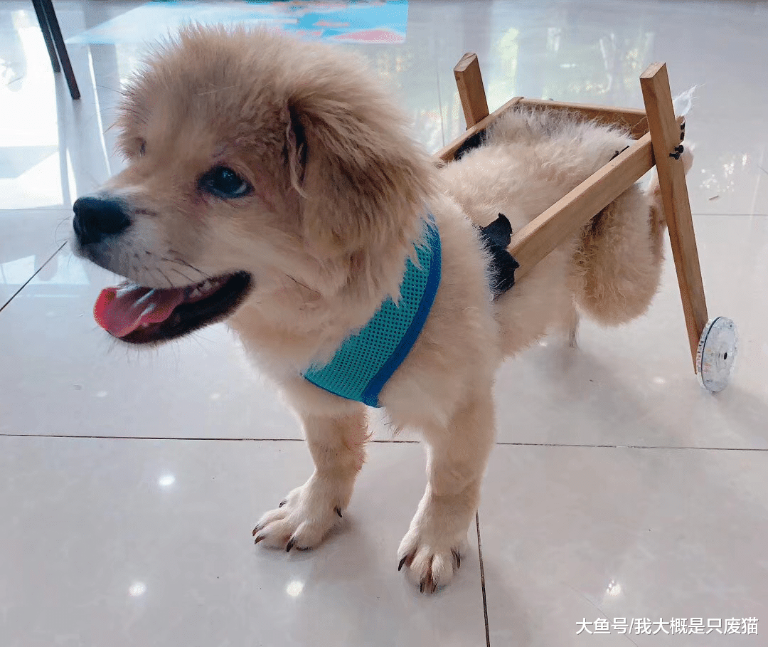 遛狗难免遇到狗打架，学会这几招，轻松应对！