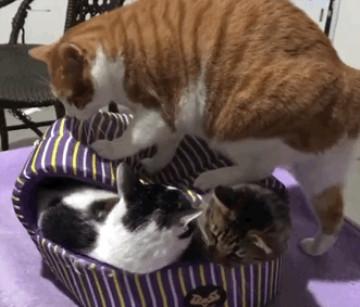 胖橘的窝被两只猫霸占, 一个举动吓得两只猫赶紧逃跑: 这谁顶得住