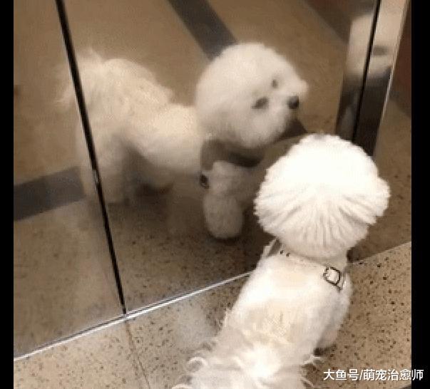 網友以為狗狗在照鏡子臭美，電梯門打開后才知，被喂了一把狗糧呀