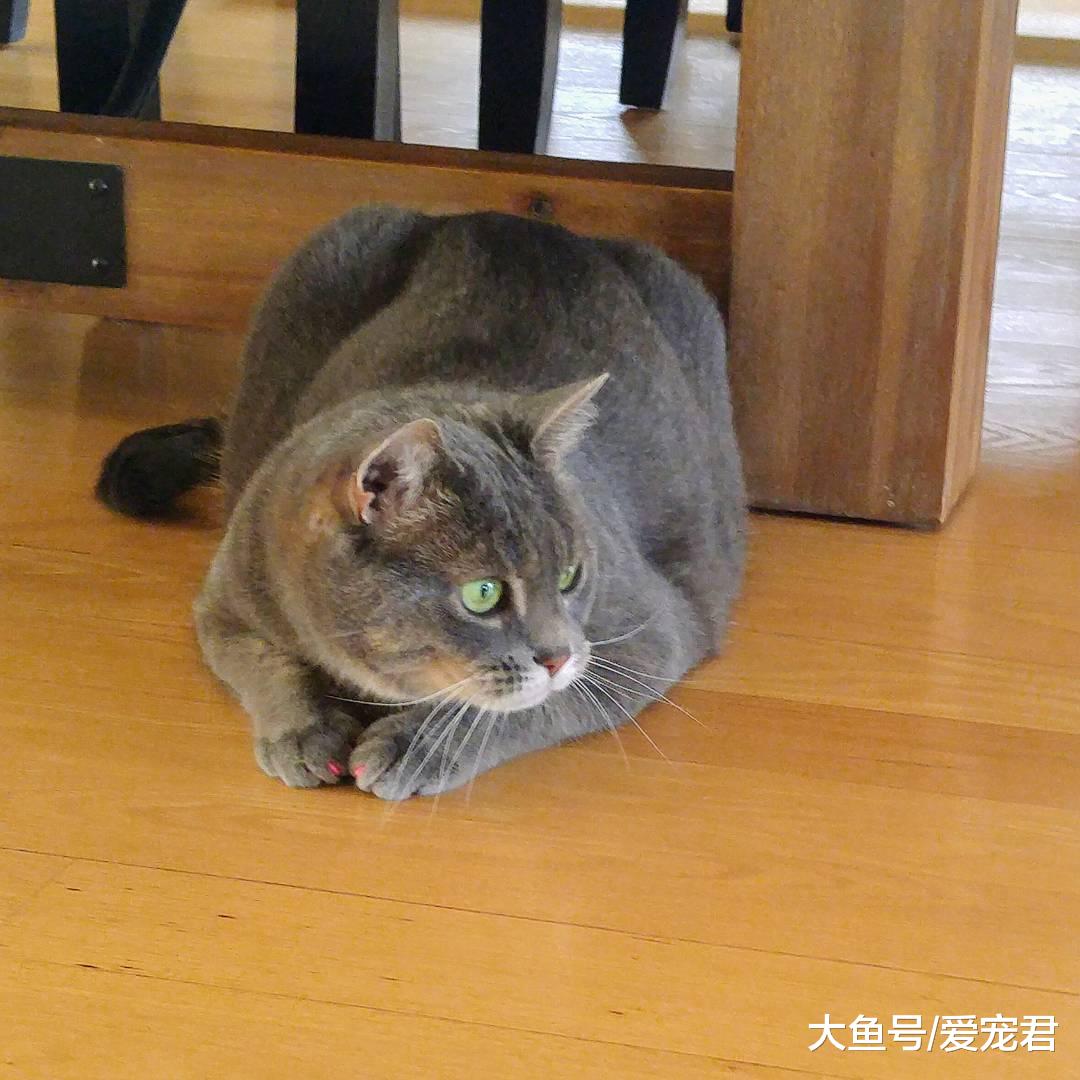 猫咪突然在家里乱尿尿了，是什么原因？该怎么办？