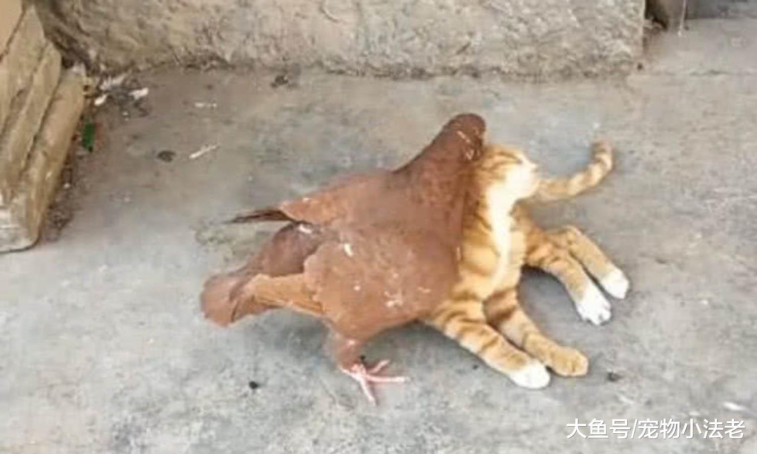 铲屎官养了1只鸽子，无意中发现了它的秘密，随后三观都被刷新了