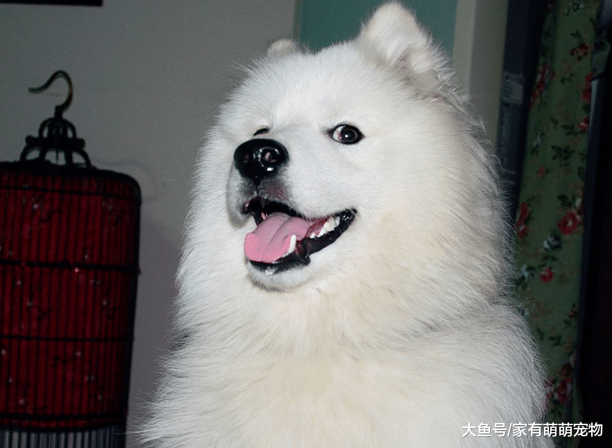 狗子若有这5种行为, 别惯着它, 收拾一顿再说!