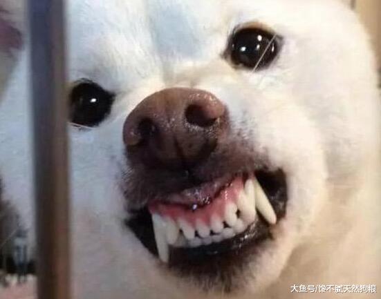 养狗的留意了: 狗狗有这5个信号, 说明它要“攻击”你了!