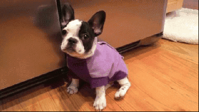 狗狗打嗝可能不只是胃部空气过多，有可能是这些疾病的征兆