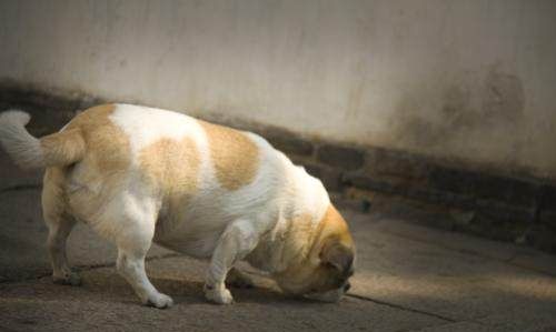 狗狗保持健康，不仅需要减肥，还要小心病虫哦！