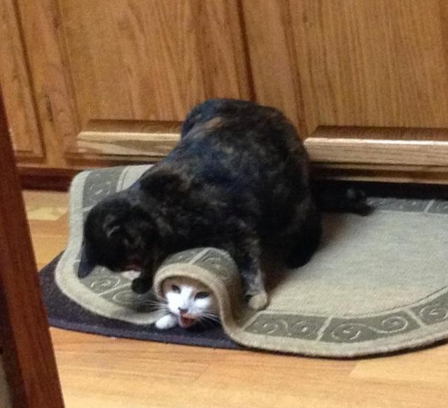 混蛋宠物猫狗系列, -, 霸凌篇