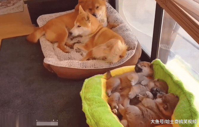 柴犬“夫妻”生了宝宝，总把奶狗丢一边，考虑过主人感受吗
