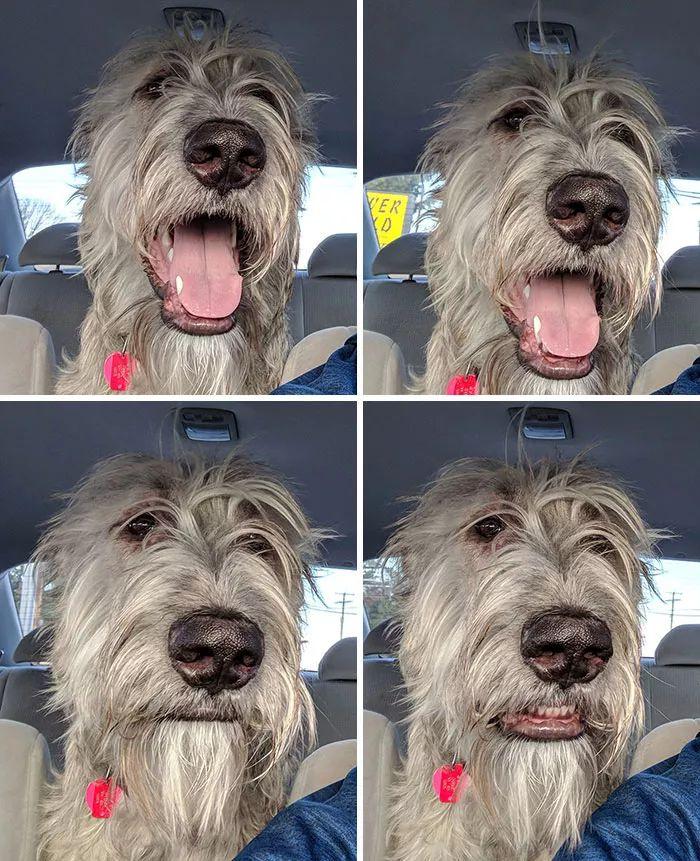 神秘的爱尔兰猎狼犬, 原来是这么的乖巧温顺会卖萌