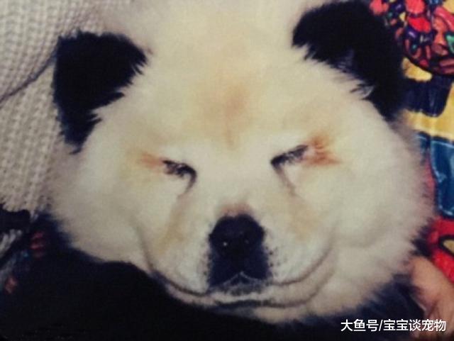 求放过！你家狗快被你弄死了你知道吗？！