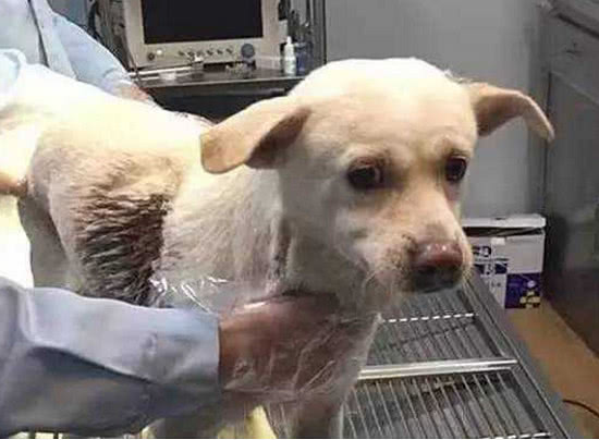 土狗被偷狗贼射穿身体，身中毒箭痛苦不堪，网友：太残忍！