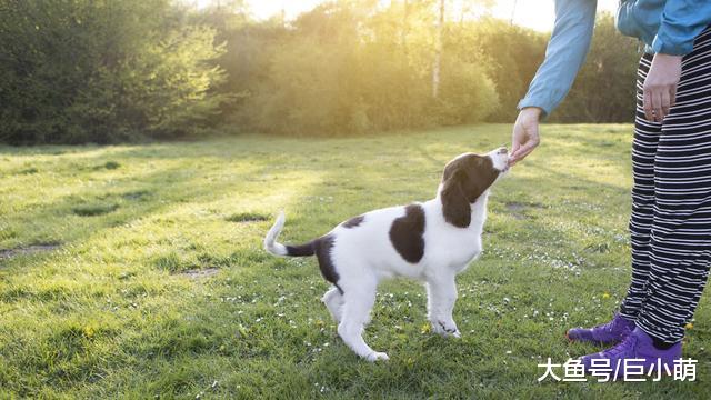 狗狗会不会其它技能不重要，但这7个技能，它一定要学会