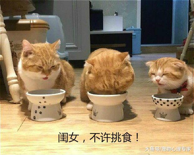 三只猫一起住后，气氛变得不太对了，猫主人不想说话