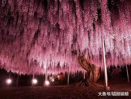 世界上最牛的5棵樹，價值超1億元，一棵電影可看到，一棵在中國