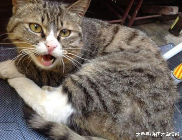 不愿给猫咪做绝育手术，主人用这么奇葩的方法解决，喵：我选绝育