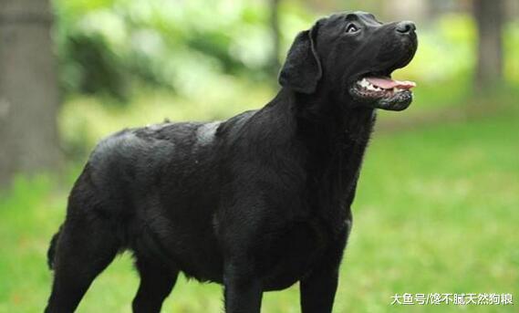相信這5點好處，也只有養拉布拉多犬的人才知道！