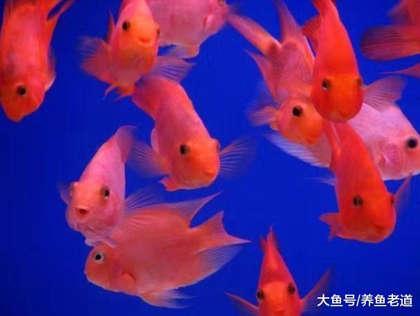 饲养观赏鱼不是说鱼儿平时不缺氧，我们就认为万事大吉了！